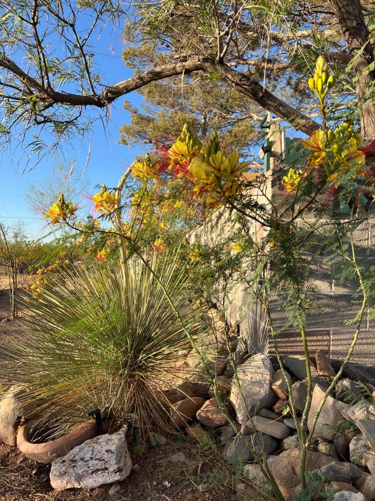 Hole In The Wall Getaway - Usa Mexico Border Bed And Breakfast Columbus Exterior photo